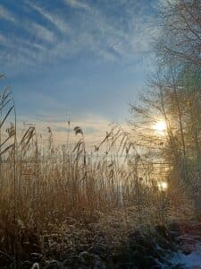 Blick zur Sonne übers Schilf